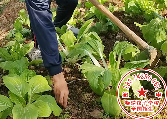 湖南青少年劳动改造学校